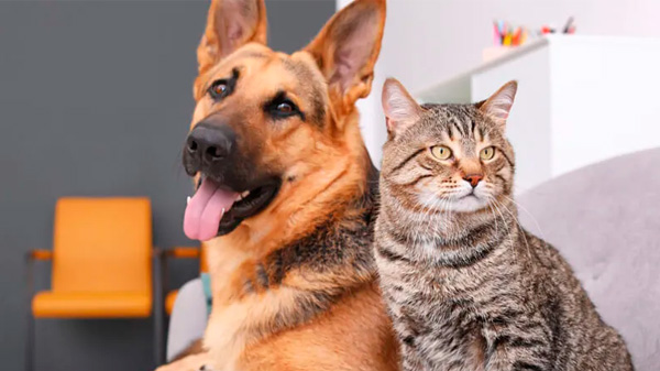 Se realizará por primera vez un censo de perros y gatos en San Rafael