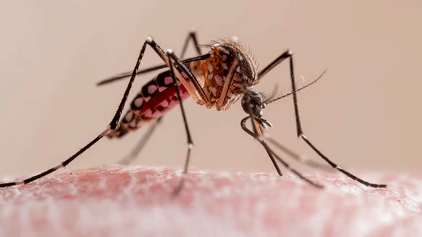 ¿Efecto del cambio climático? El dengue resiste y siguen los contagios a pesar del invierno en Argentina