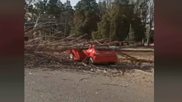 Un árbol cayó sobre un automóvil