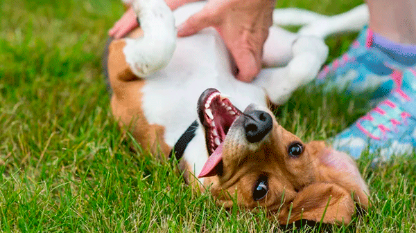 El lenguaje corporal de los perros: qué significa cuando se acuestan panza arriba