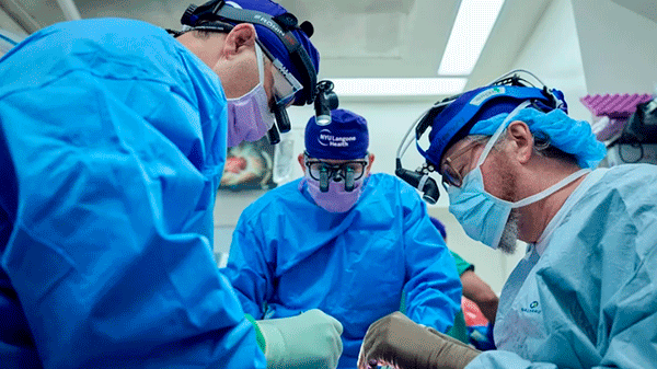 ¿Una nueva era de los trasplantes? Lograron que riñones de cerdo cumplieran funciones vitales en humanos