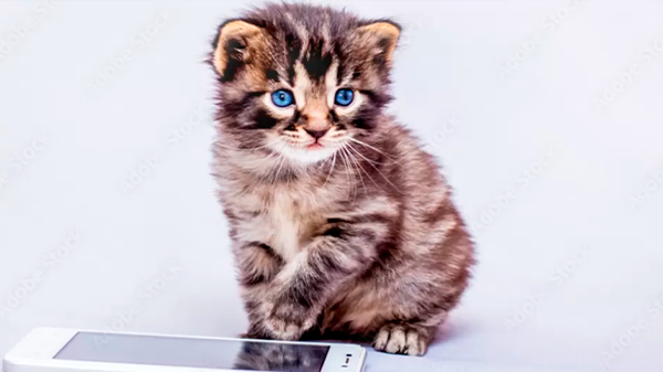 La increíble app que te ayudará a entender lo que dice tu gato con sus maullidos