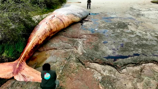 Sorprendente: encontraron una ballena de 20 toneladas muerta en la costa uruguaya