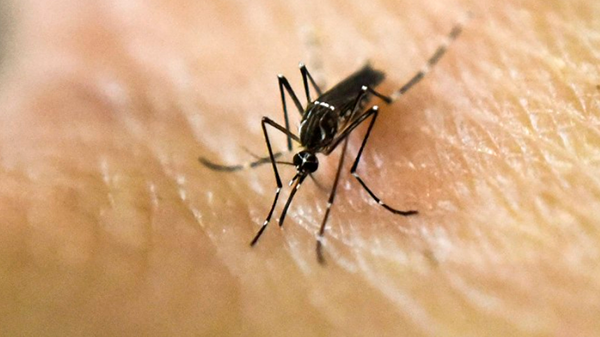 El dengue se propagará esta década en el sur de Europa, EEUU y África, anunció un científico de la OMS