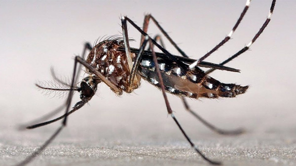 Salud trabaja en la prevención del dengue