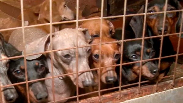El Parlamento de Corea del Sur aprobó proyecto para prohibir comercio de carne de perro