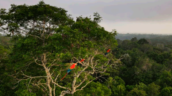 Deforestación de la Amazonia brasileña se redujo un 50 por ciento