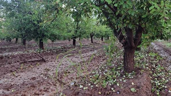 Decretaron Estado de Emergencia o Desastre Agropecuario en los cuatro oasis de la provincia