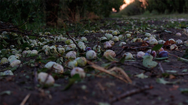 Entregan oxicloruro a productores afectados por el granizo en Alvear