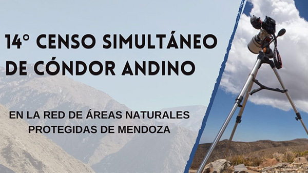 Malargüe realiza el 14º Censo Simultáneo de Cóndor Andino