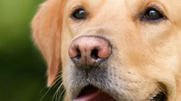 Con este dispositivo smart podés alimentar a tu perro cuando no estás en casa