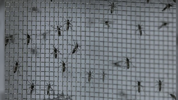 América podría enfrentar otro récord en casos de dengue, advirtió la OPS