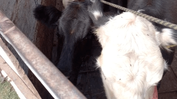 Policía Rural secuestró a un camionero dos bovinos en General Alvear