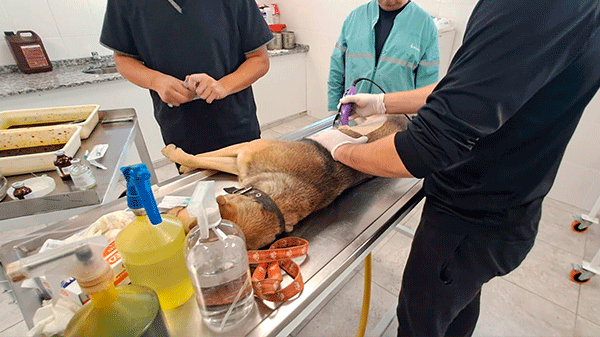 En su nuevo edificio y con todas las comodidades, el área de veterinaria reanudó la castración de animales