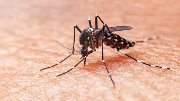 Qué hay que comer si se tiene dengue y qué se debe evitar
