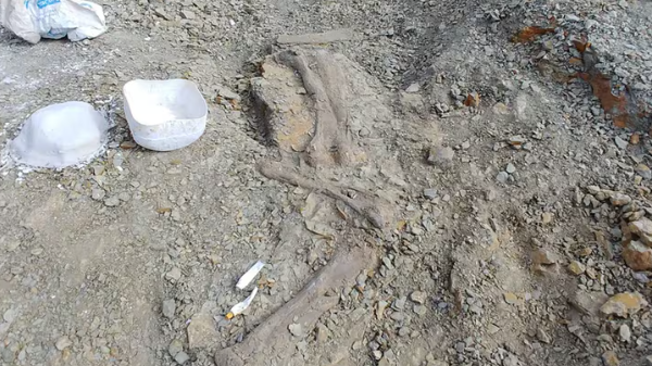 Descubren un nuevo titanosaurio en la Patagonia que podría revolucionar el curso de la paleontología