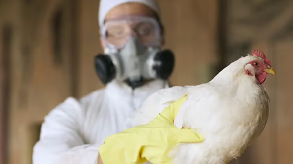 Virus de la gripe aviar: la OMS advirtió que su propagación es preocupante para la salud humana