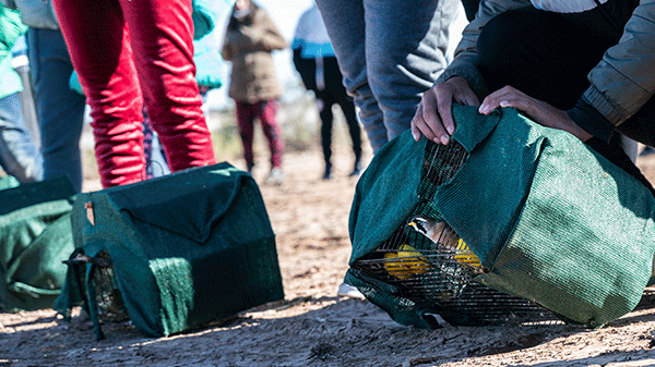 Aves rescatadas volvieron a su entorno en Desaguadero