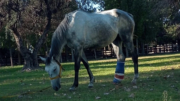 Pempa busca ayuda para salvar a dos caballos que rescataron en San Rafael y General Alvear