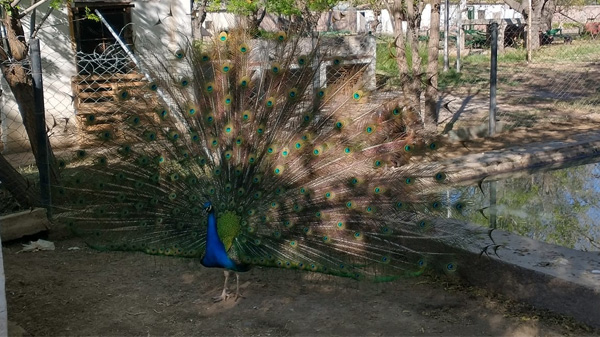 Conmoción: mataron a un querido pavo real de la escuela Iaccarini