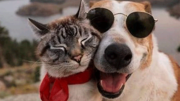 “Al Recreo” realiza una rifa solidaria para ayudar a gatos y perros