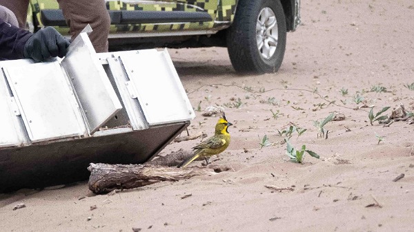 Reinserción de cardenales amarillos en General Alvear