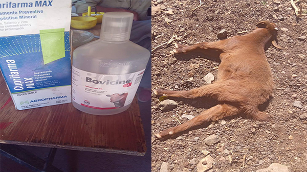 Decenas de animales muertos en Malargüe por presunta mala praxis