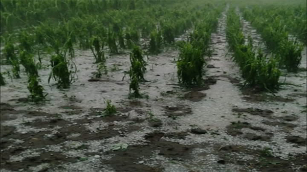 Alvear fue azotado por una fuerte tormenta de granizo