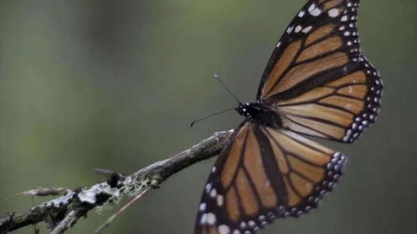 Las mariposas monarca regresan: duplican su población en México