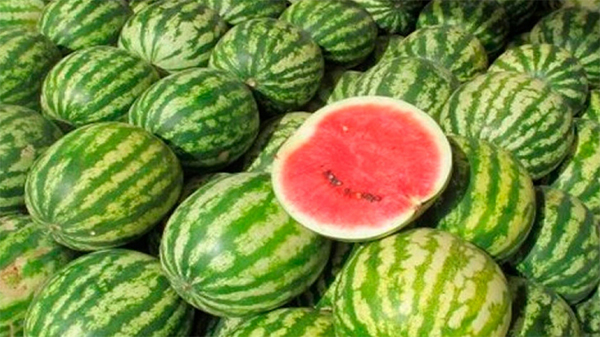 Buscan potenciar el cultivo del melón y la sandía en Alvear