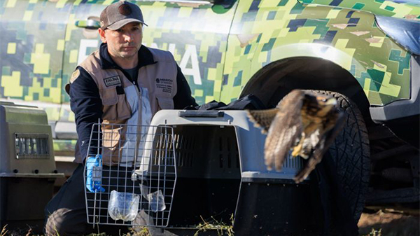 Buscan controlar el accionar de los loros barranqueros con aves rapaces
