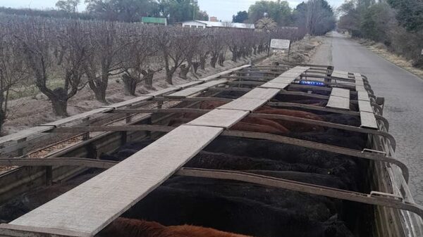 Secuestraron 42 bovinos sin marca en General Alvear
